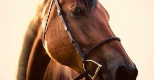 Preocupación por estado de caballo en cabalgata en Neiva