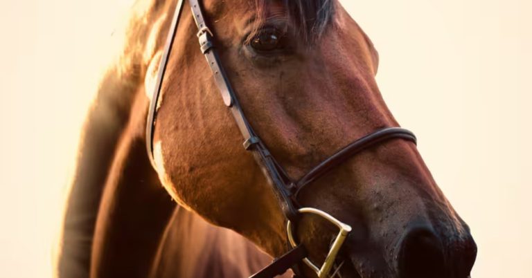 Preocupación por estado de caballo en cabalgata en Neiva