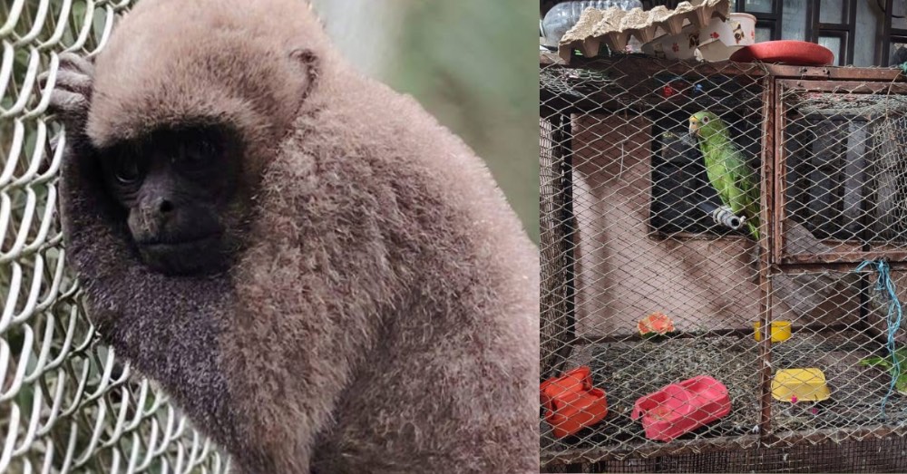 Autoridades rescatan guacamaya, loras, pericos y mono churuco del cautiverio ilegal en el Huila